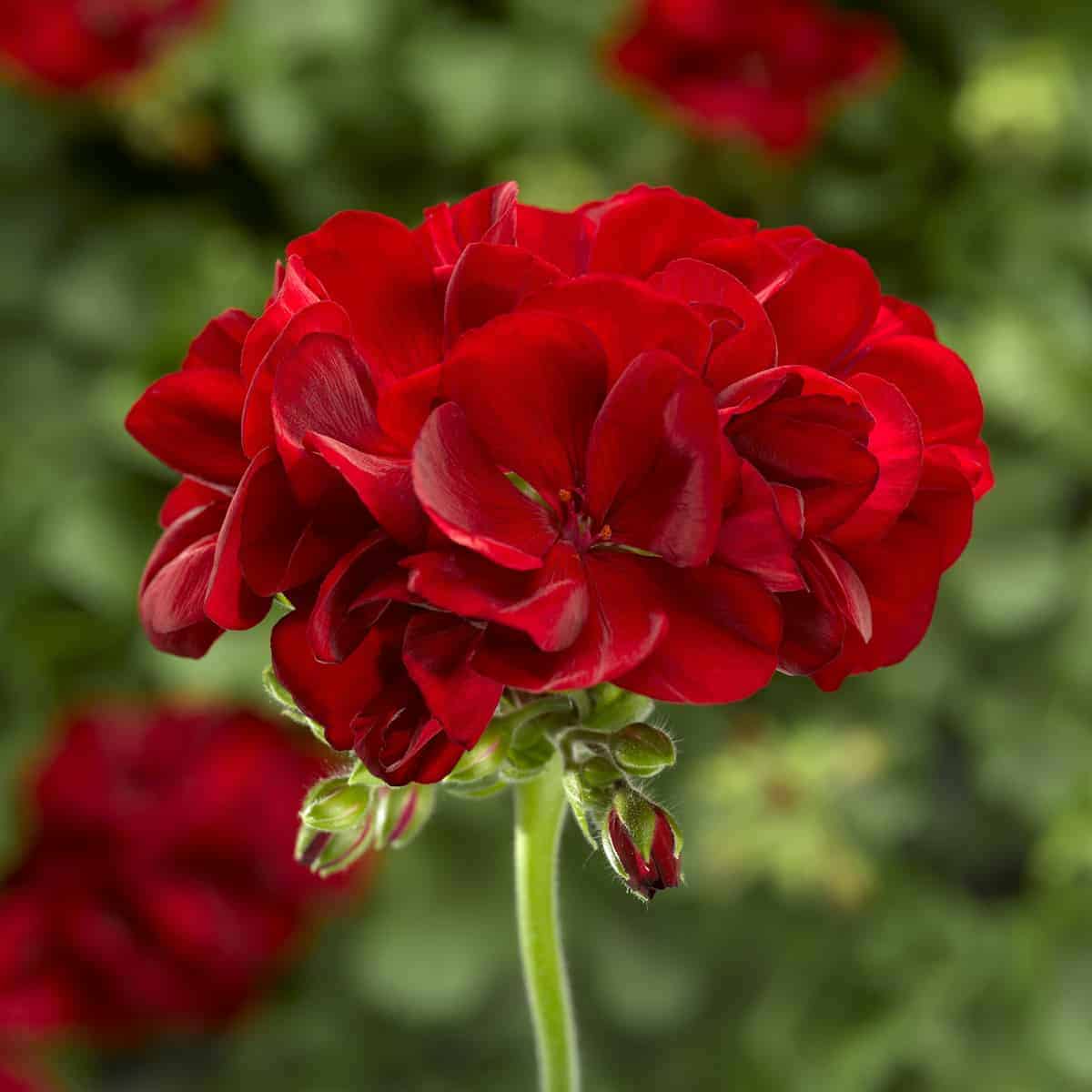 Geraniums