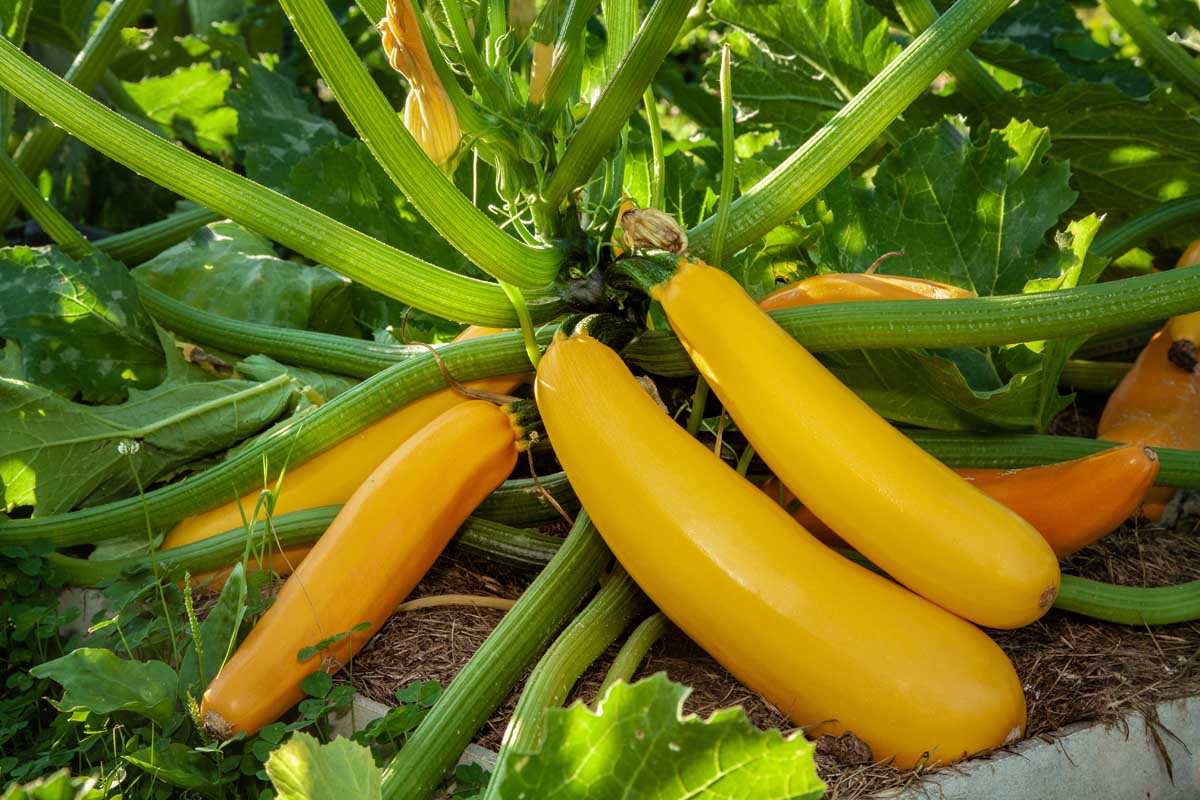 Golden Zucchini