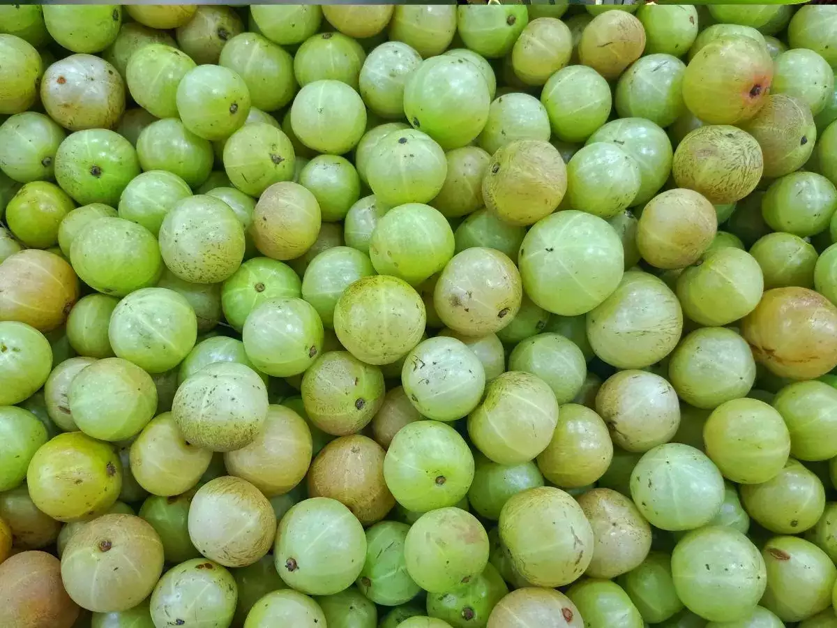 Gooseberry