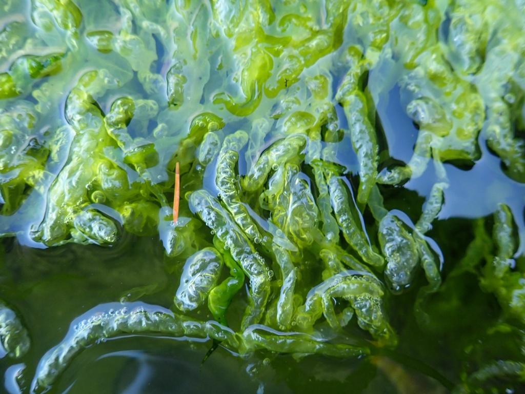 Green_Algae