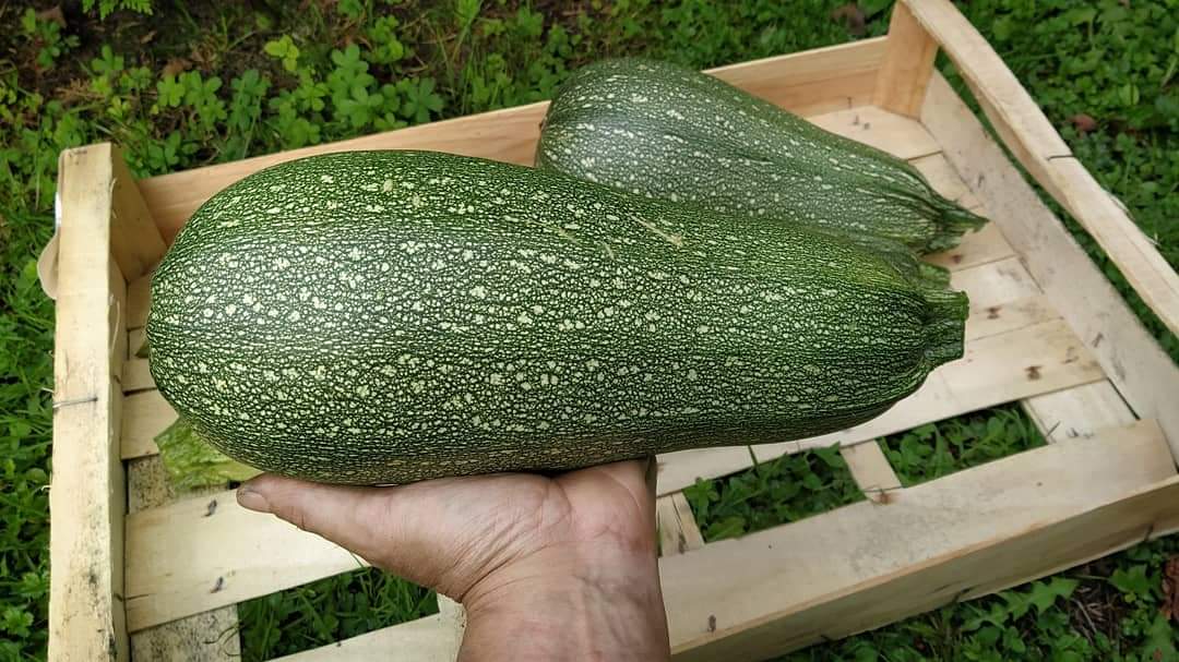 Grey Zucchini