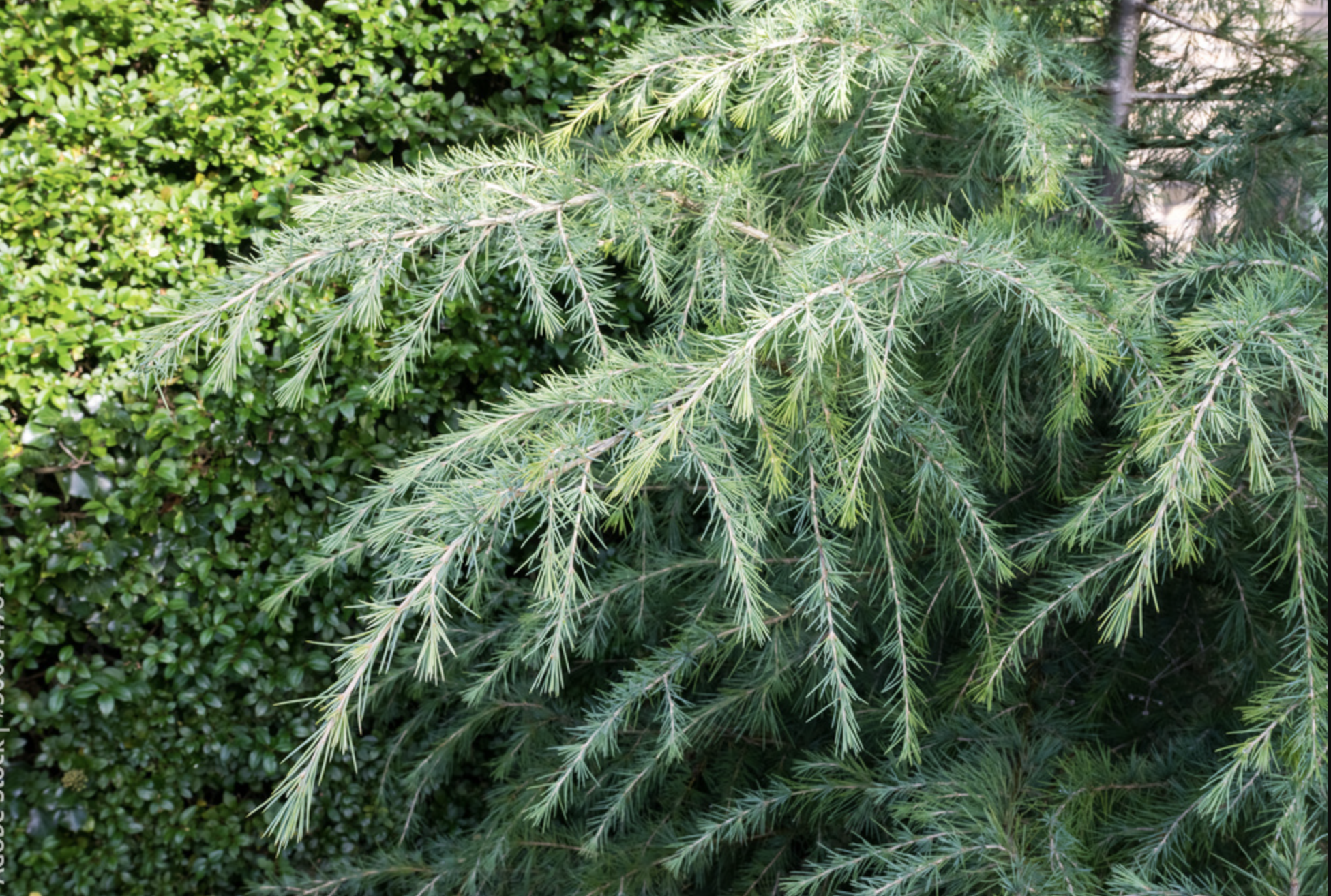 Himalayan Cedar