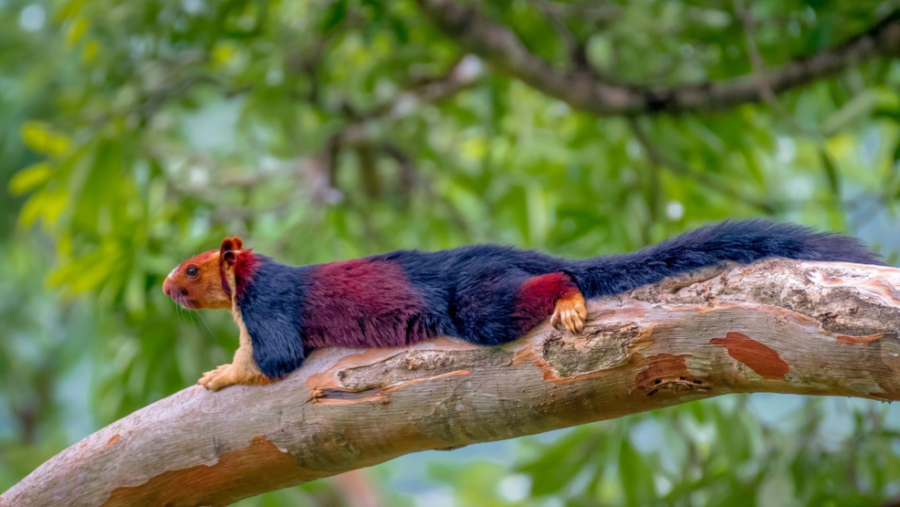 Indian Giant Squirrel