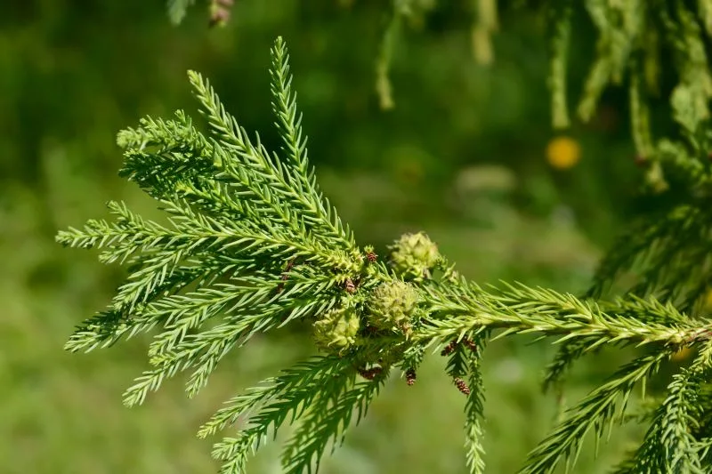 Japanese Cedar (Sugi)