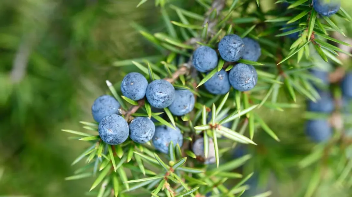 Juniper Berry