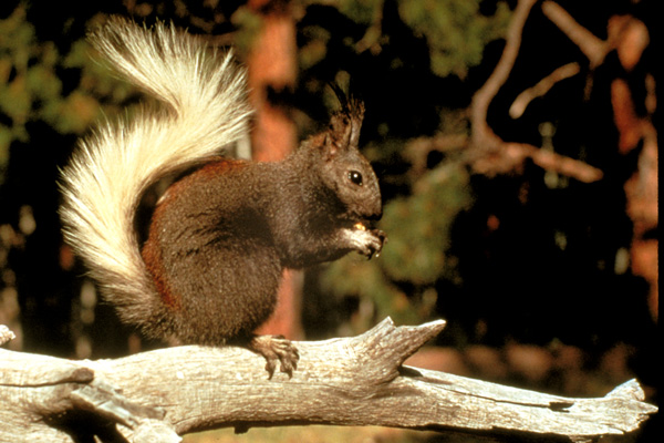 Kaibab Squirrel