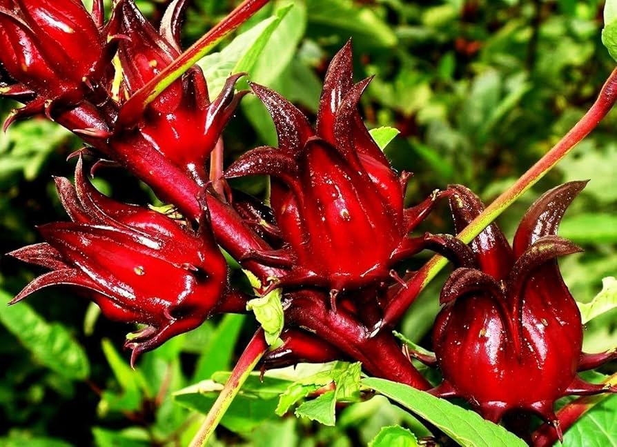 Karkade (Hibiscus Tea)