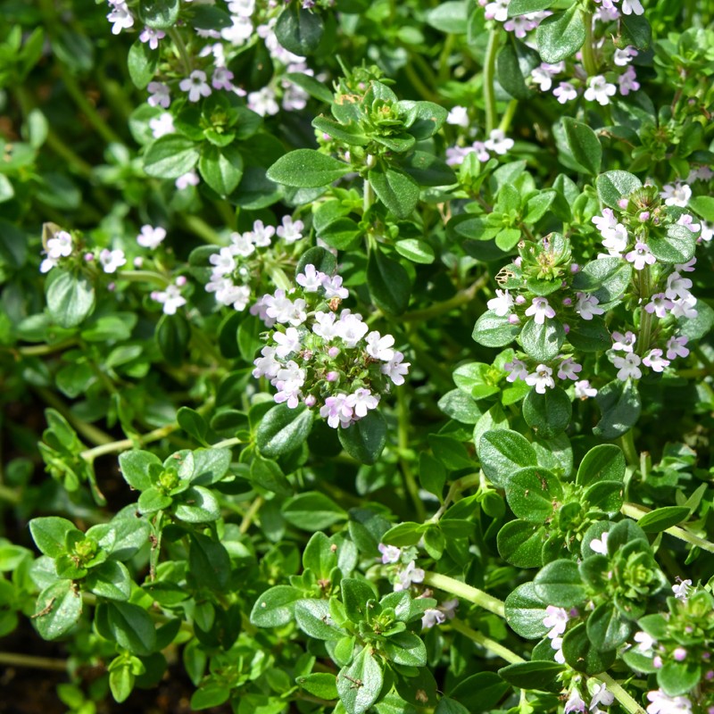 Lemon Thyme