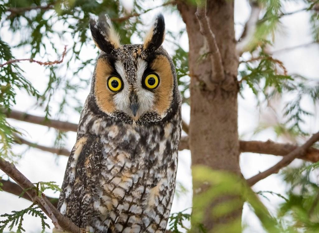 Long-eared_Owl