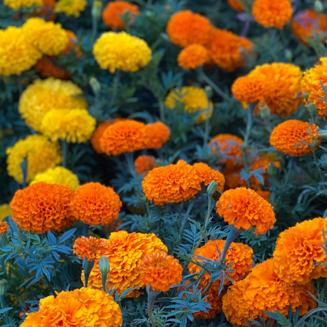 Marigolds