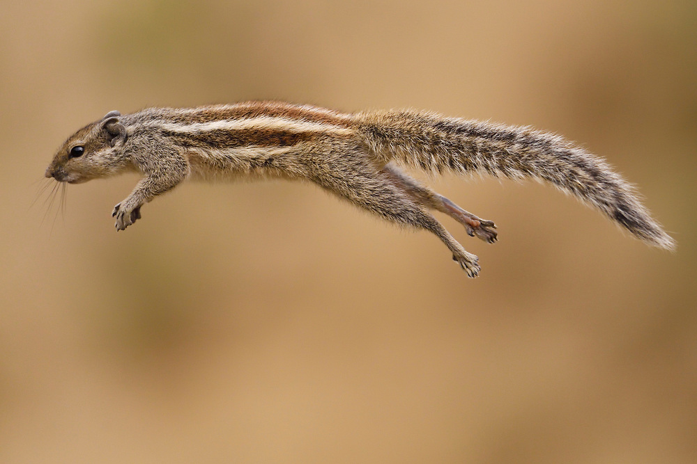 Northern Palm Squirrel