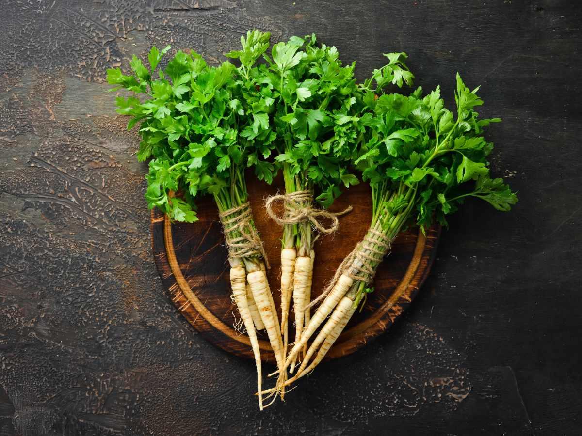 Parsley_Root