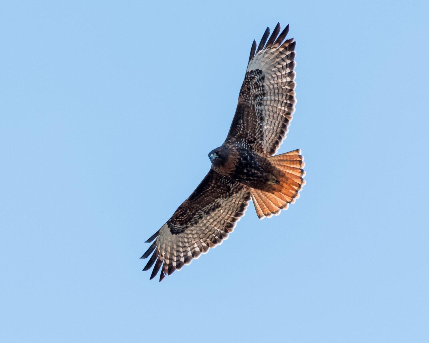 Red-tailed_Hawk