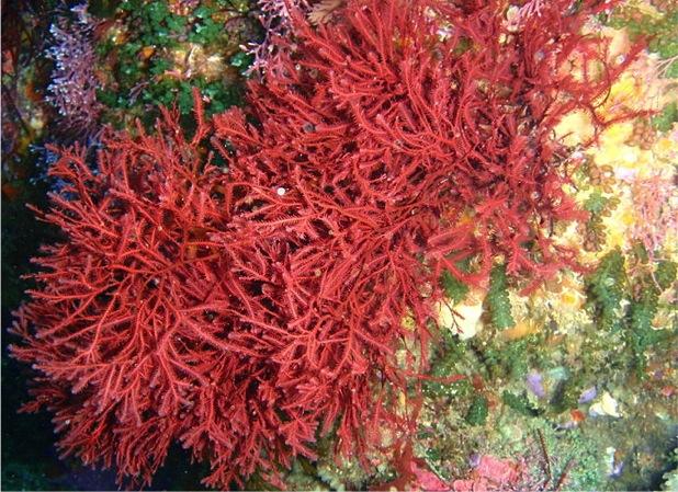 Red_Algae