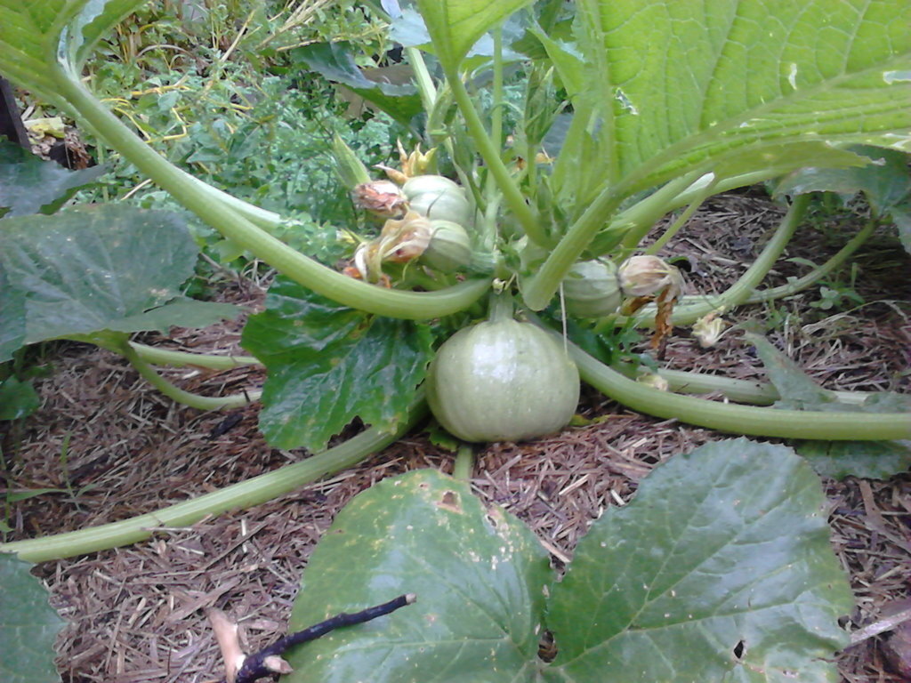 Ronde de Nice Zucchini