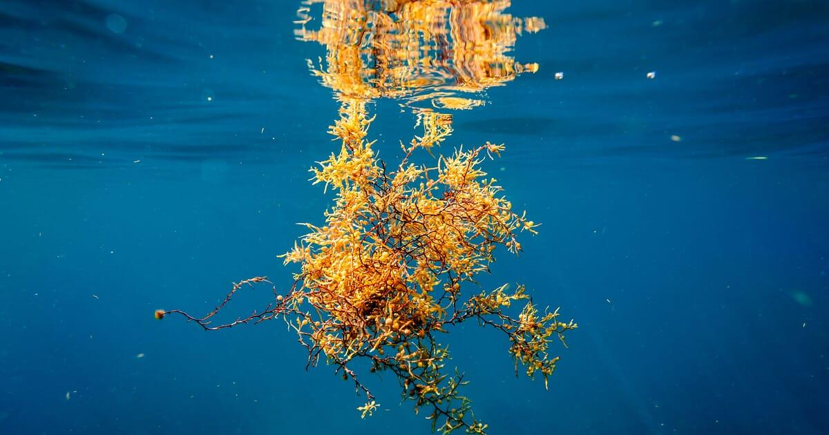 Sargassum