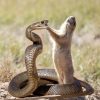 Snake Predation 30 Animals Known for Eating Snakes