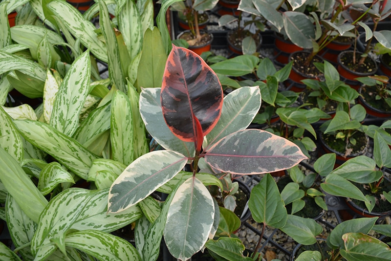 Tricolor Rubber Plant