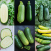 Unique Types of Zucchini You Should Try