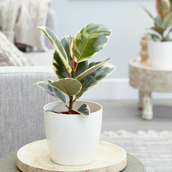 Variegated Rubber Plant