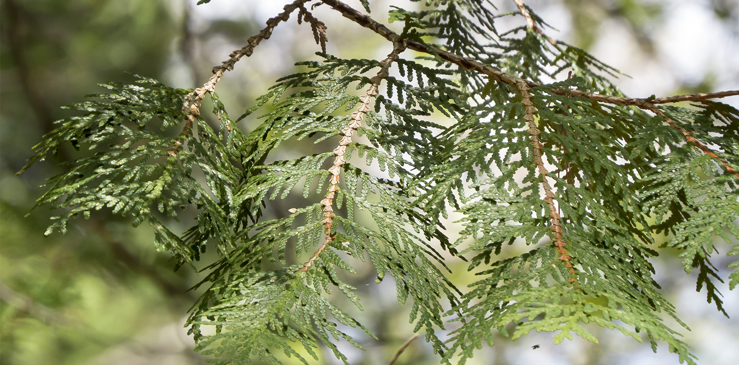 White Cedar