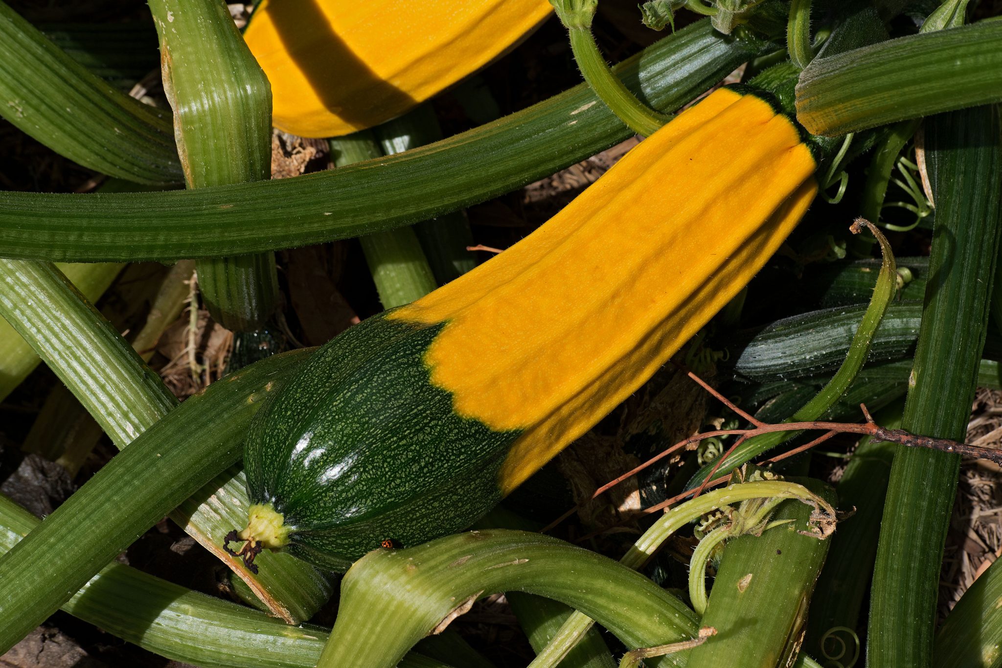 Zephyr Zucchini