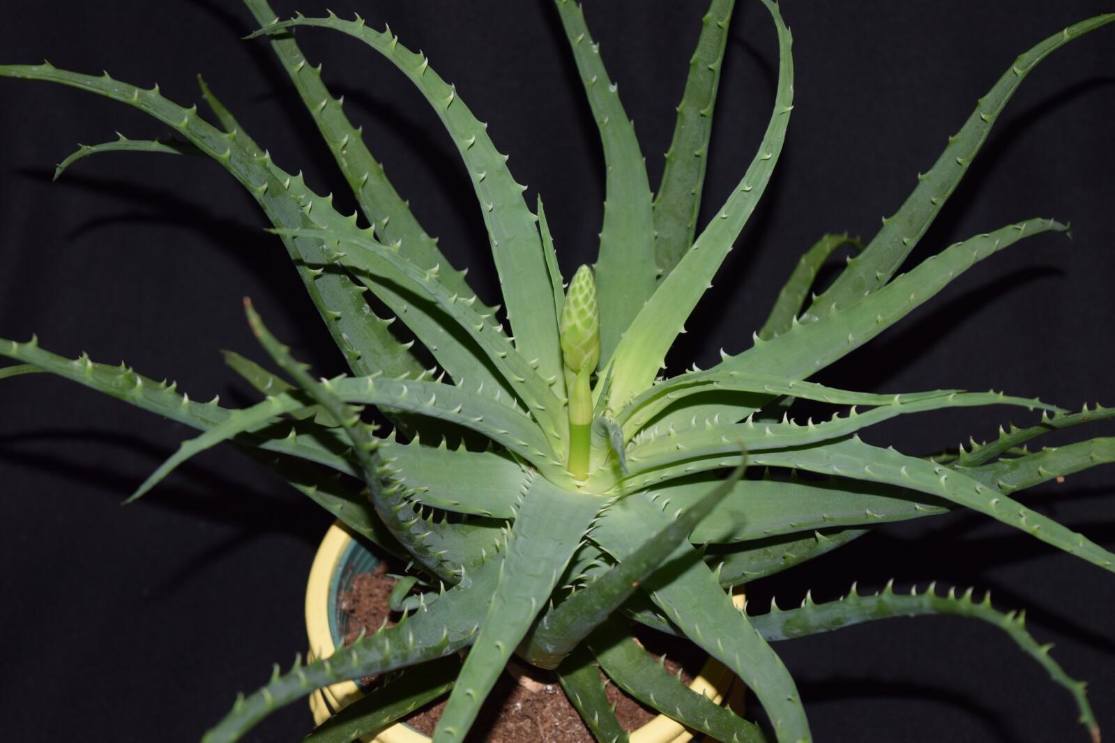 Aloe_Vera_Flower