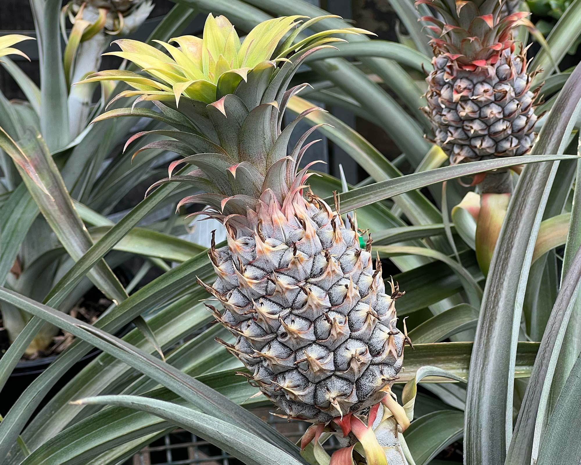 Ananas_Comosus_Pineapple