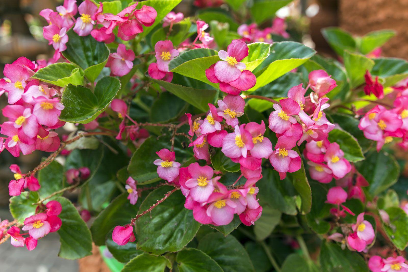 Begonia