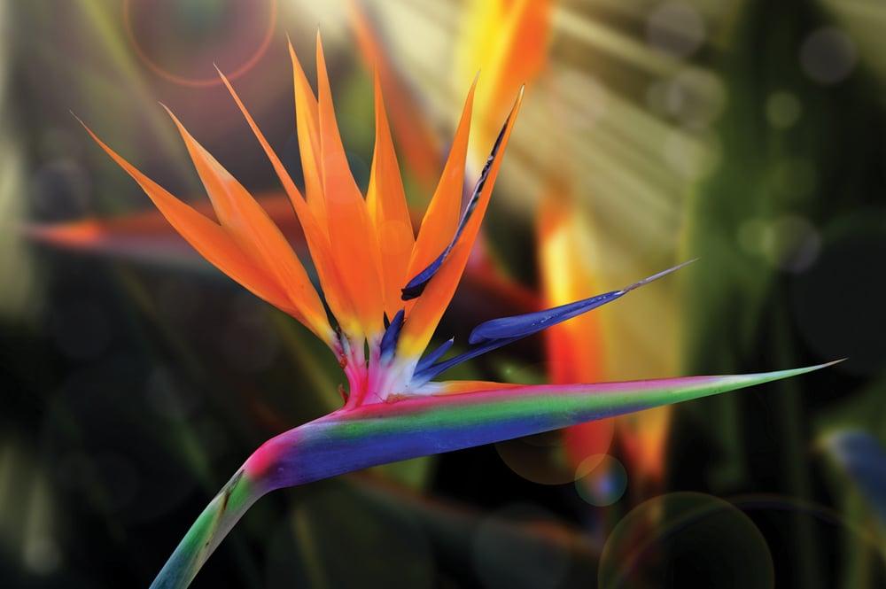 Bird_of_Paradise