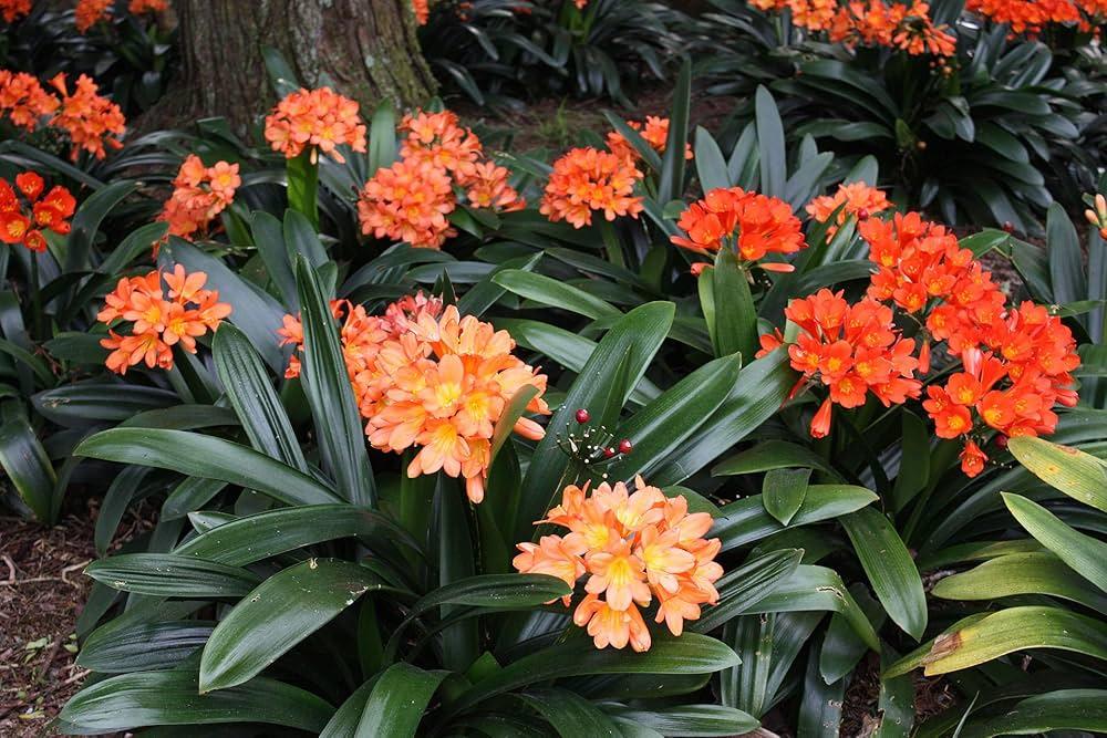 Clivia