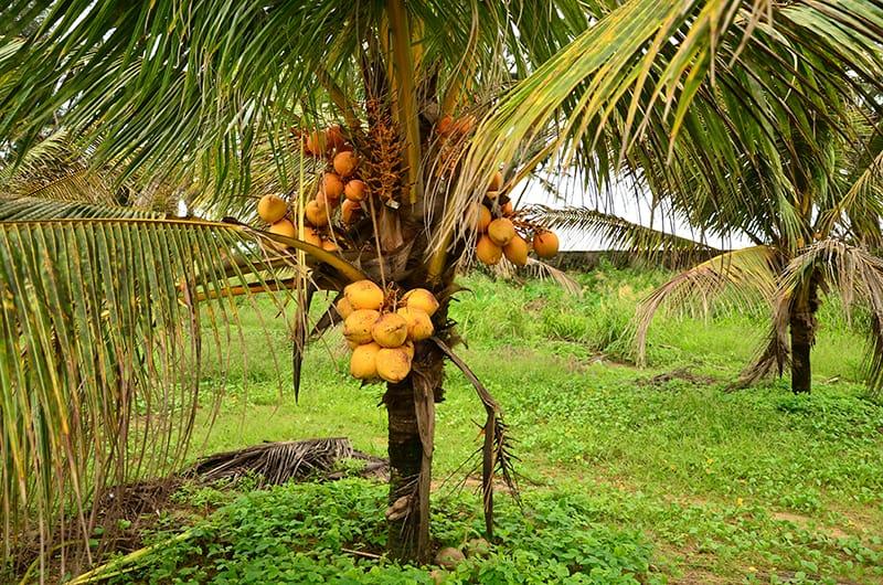 Dwarf_Varieties_of_Coconut