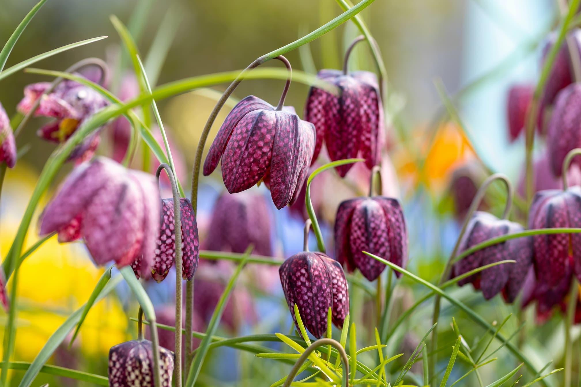 Fritillaries