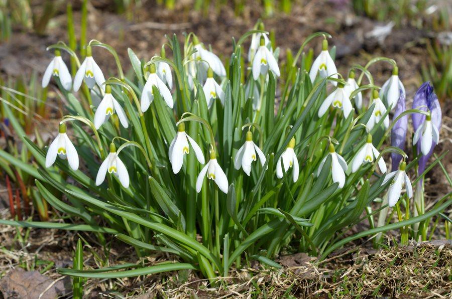 Galanthus_Snowdrops