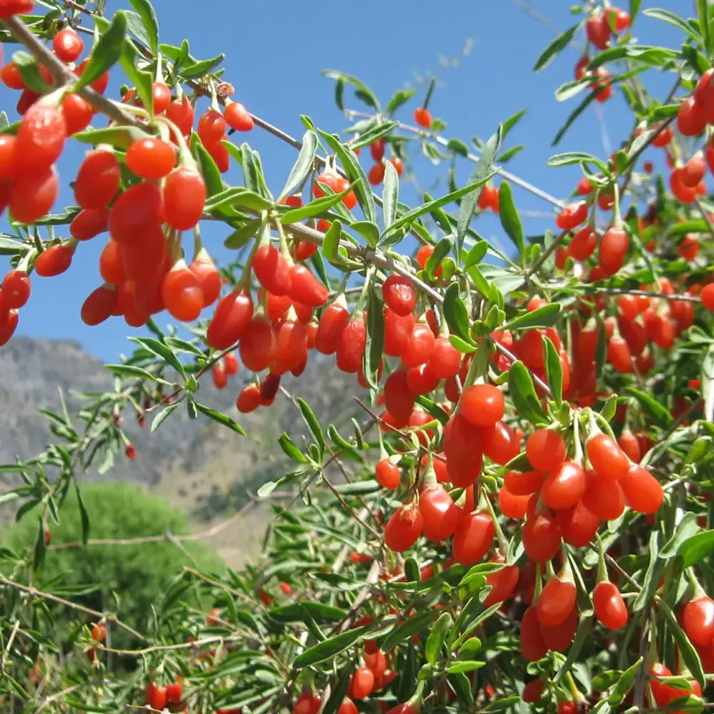 Goji_Berries