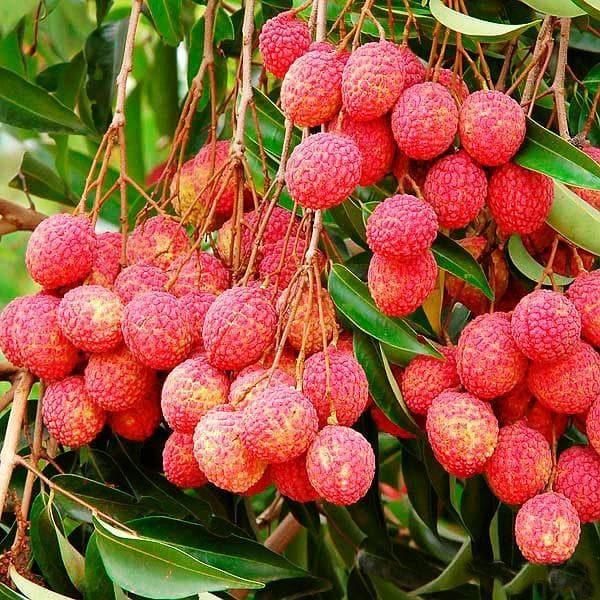 Litchi