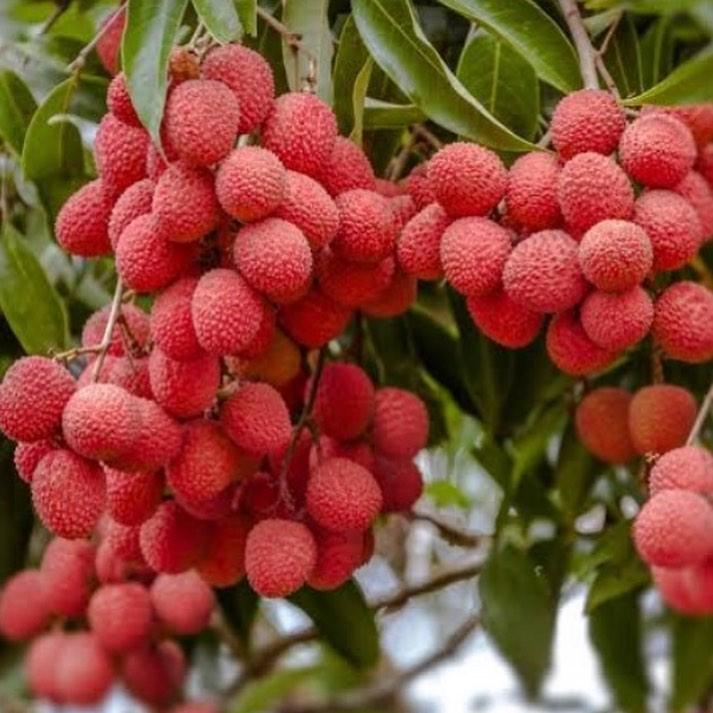 Lychee