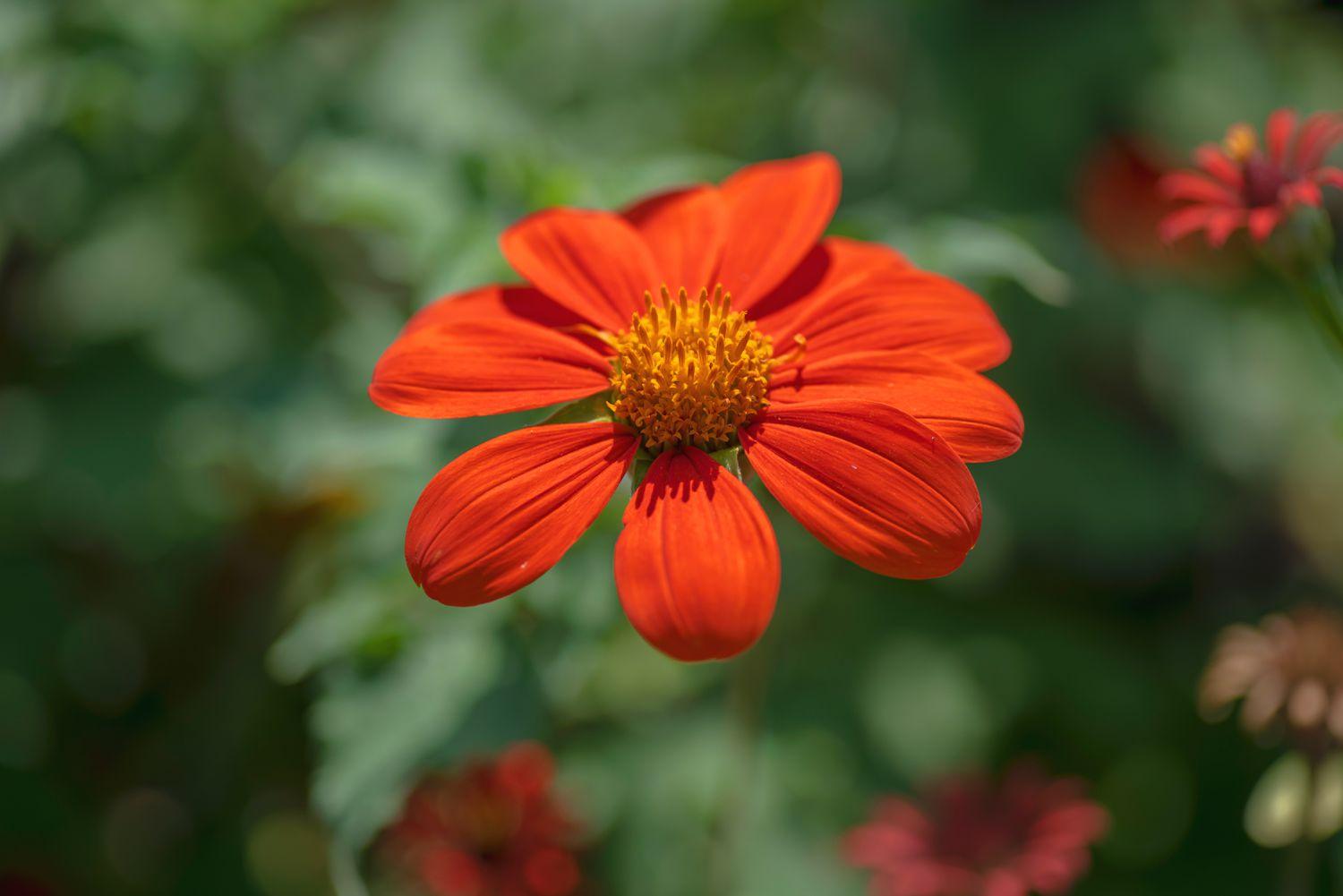 Mexican_Sunflower