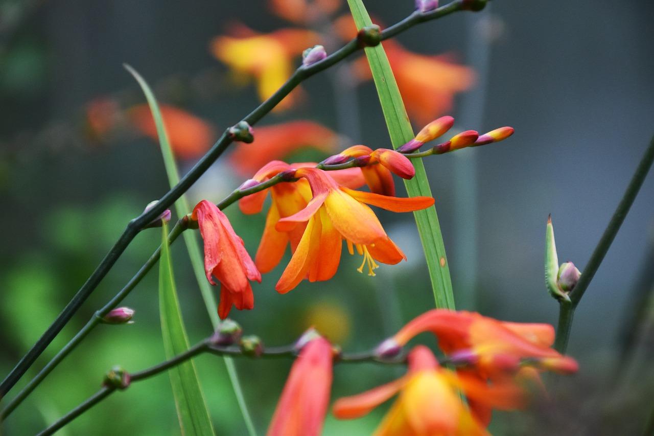 Montbretia