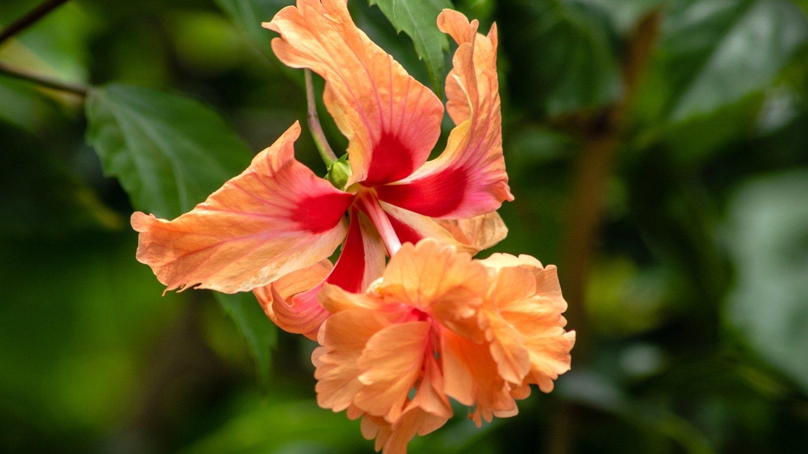 Orange_Hibiscus