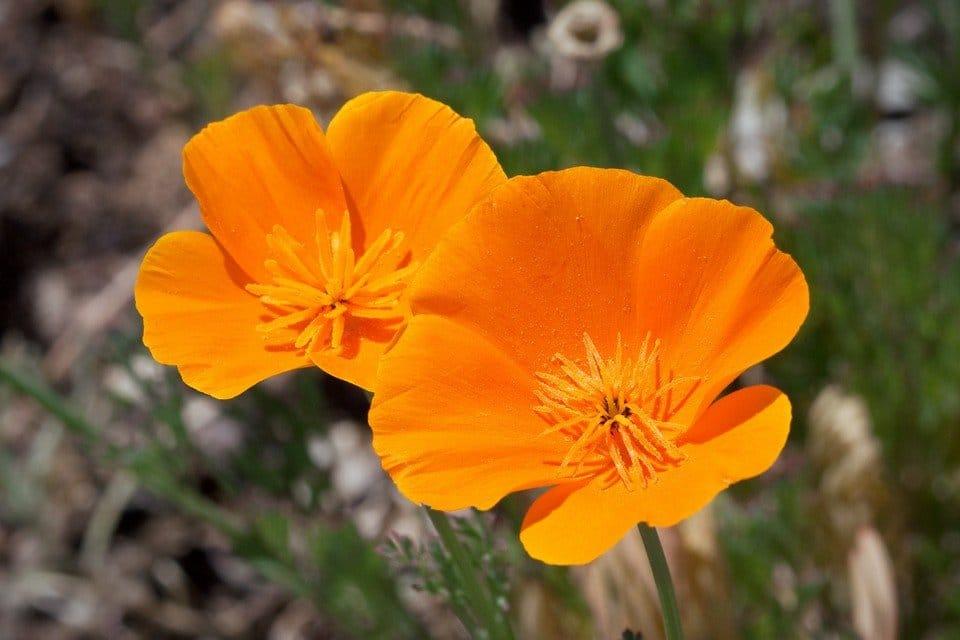 Orange_Poppy