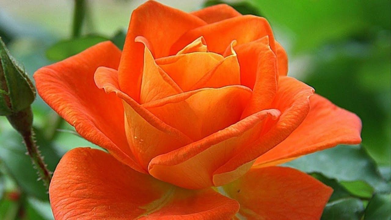 Orange_Rose