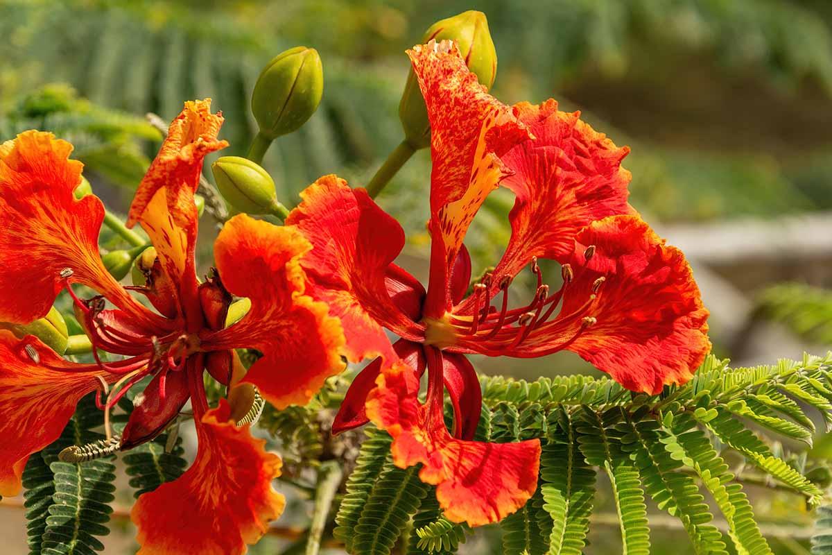 Peacock_Flower