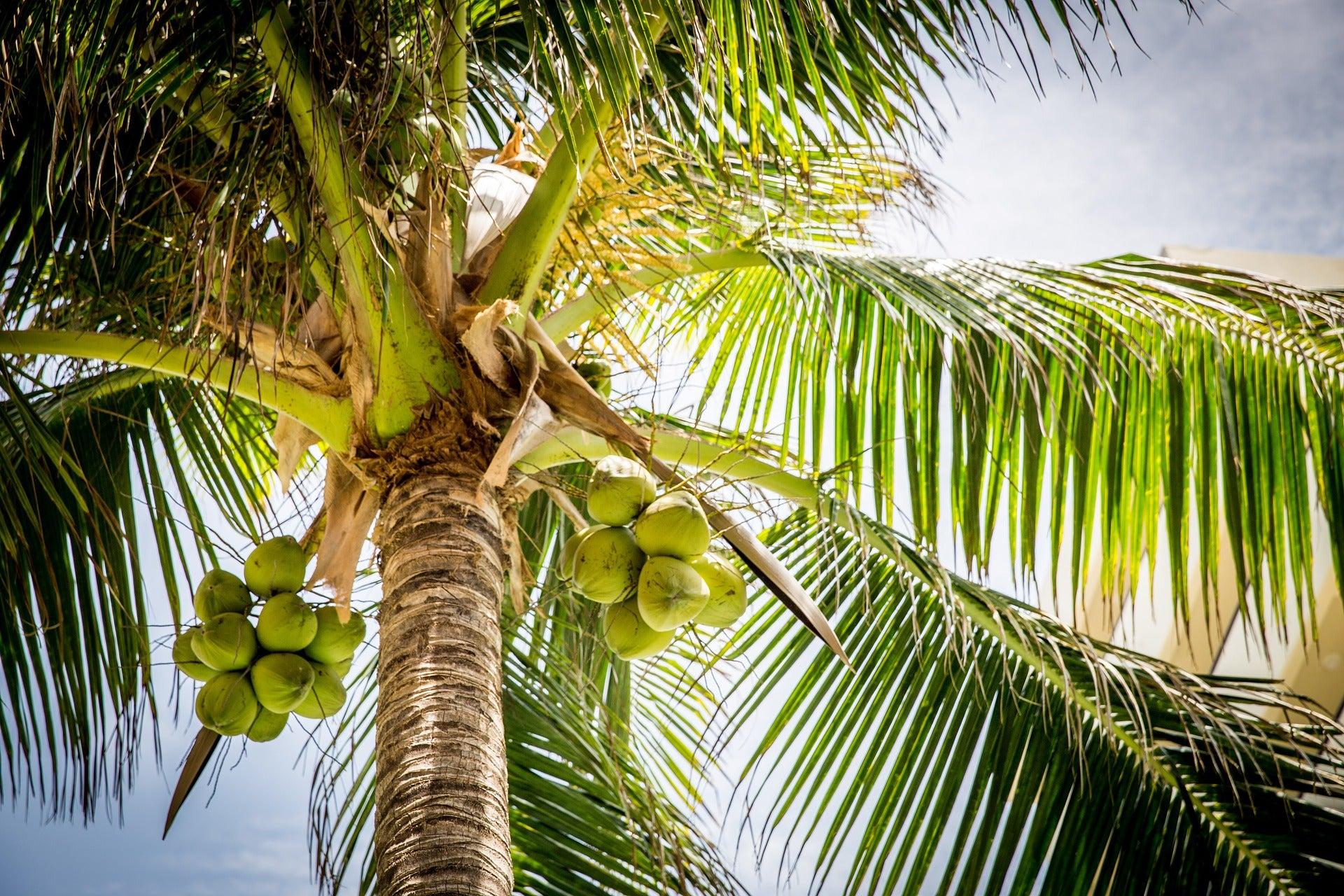 Tall_Varieties_of_Coconut