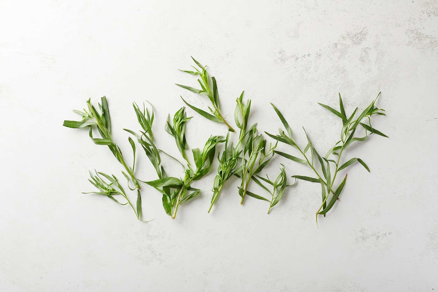 Tarragon