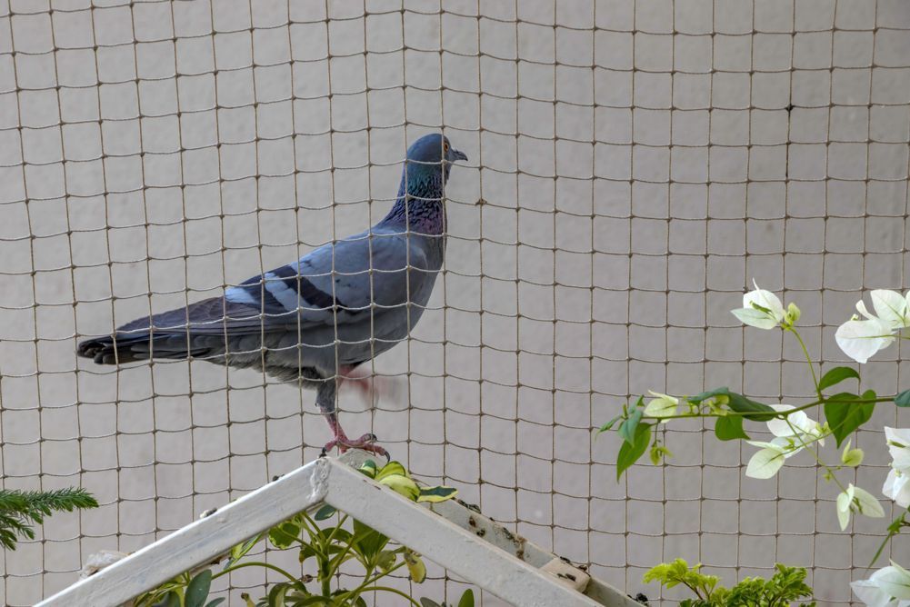 Ways To Protect Your Property from Pigeons