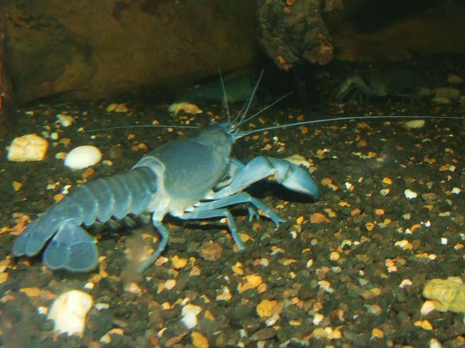 Yabby_Australian_Crustacean