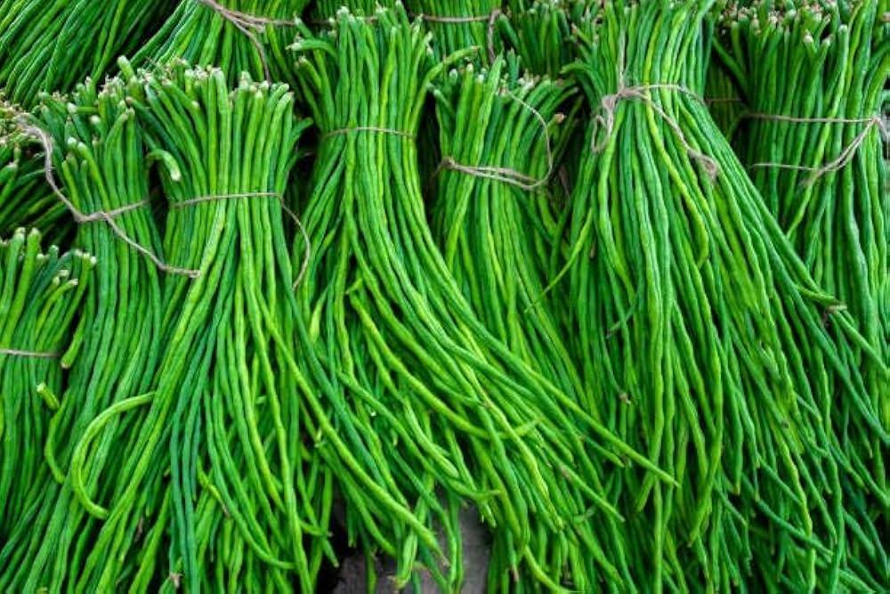 Yardlong_Beans