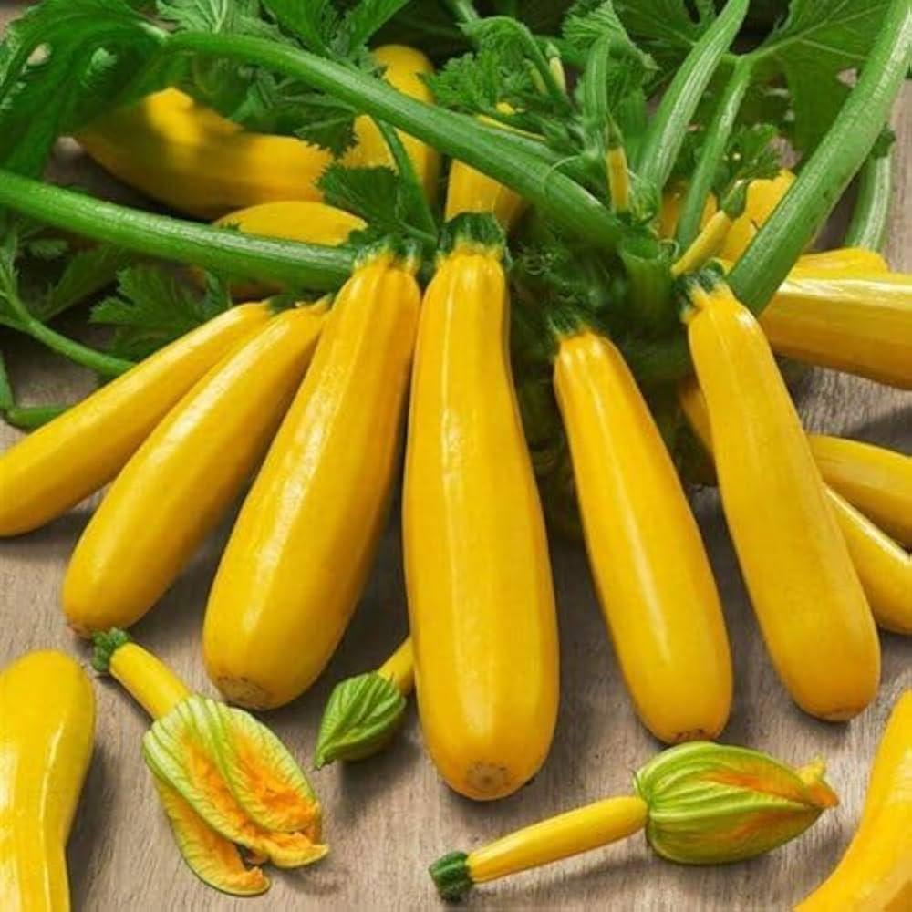 Yellow_Zucchini