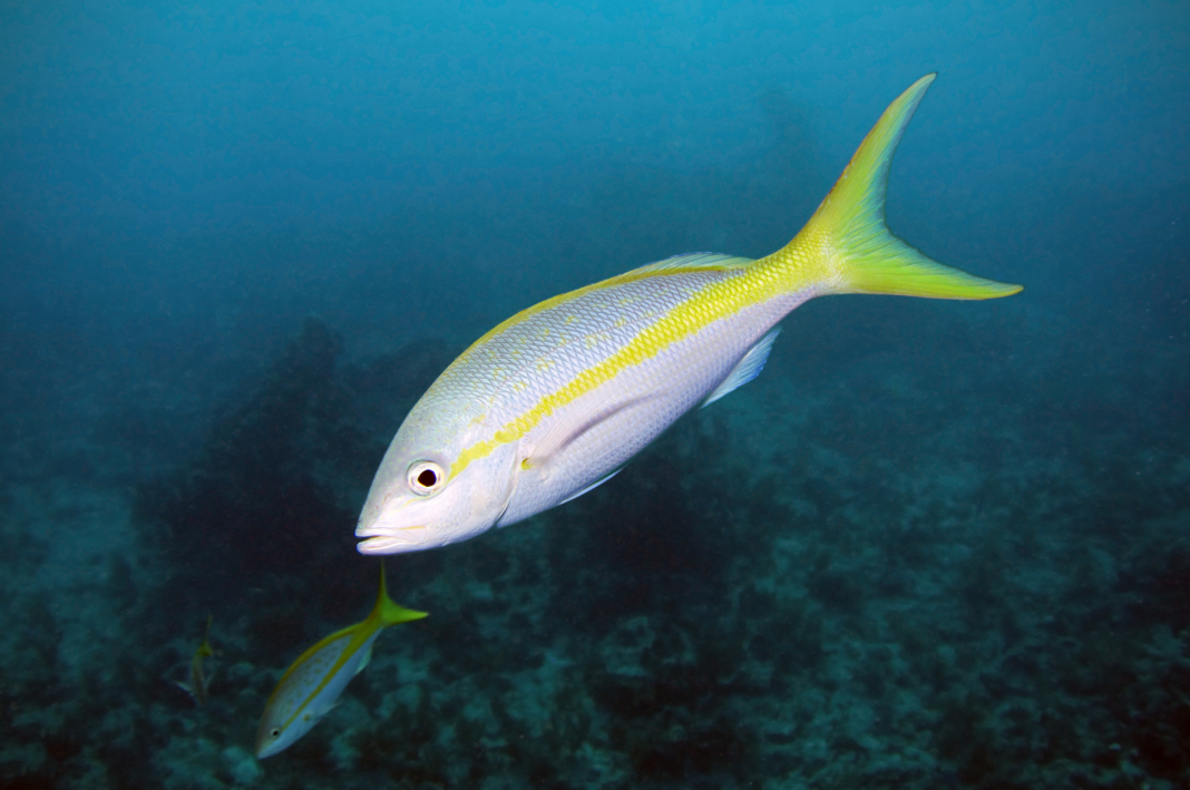 Yellowtail